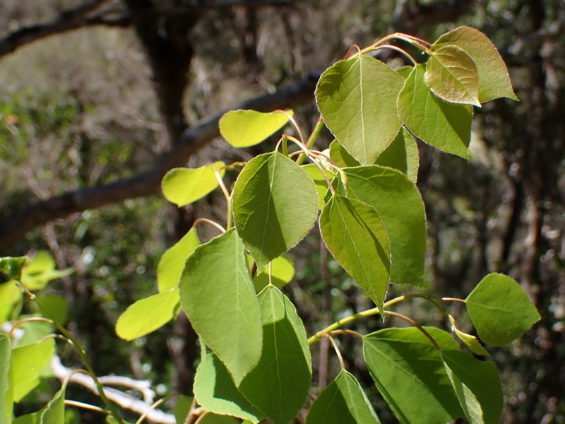 Populus yunnanensis photo 7