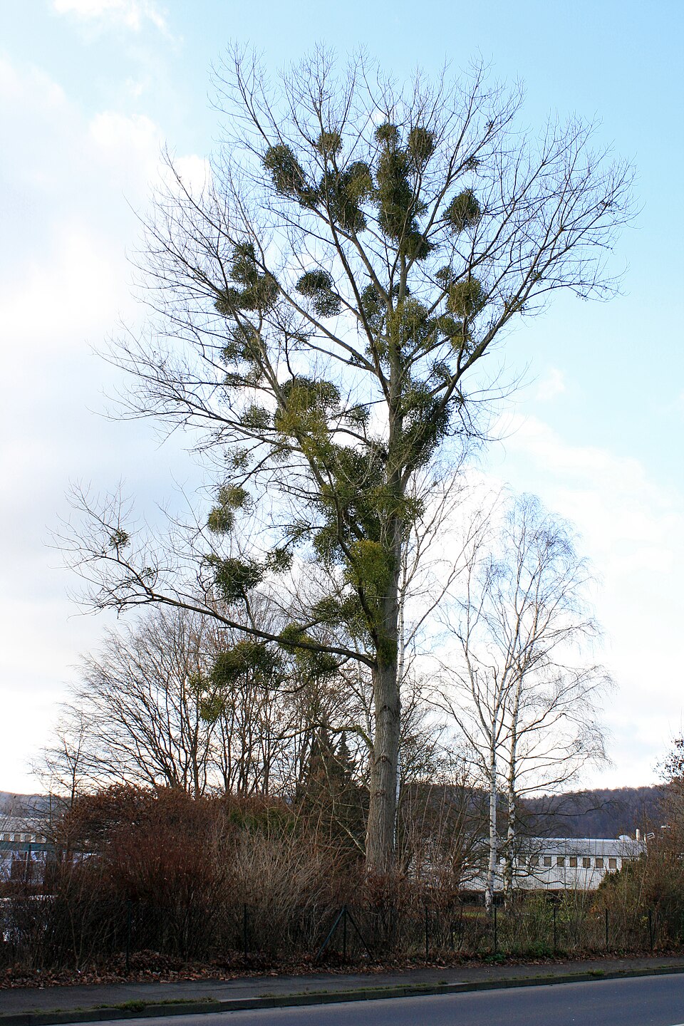 Carolina Poplar photo 7