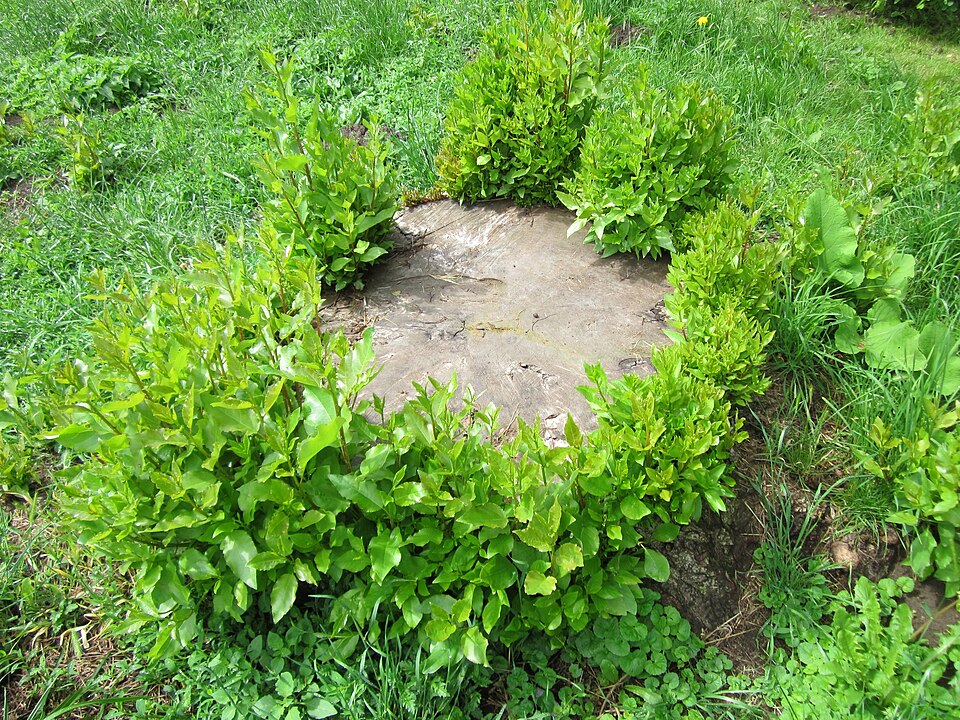 Carolina Poplar photo 8