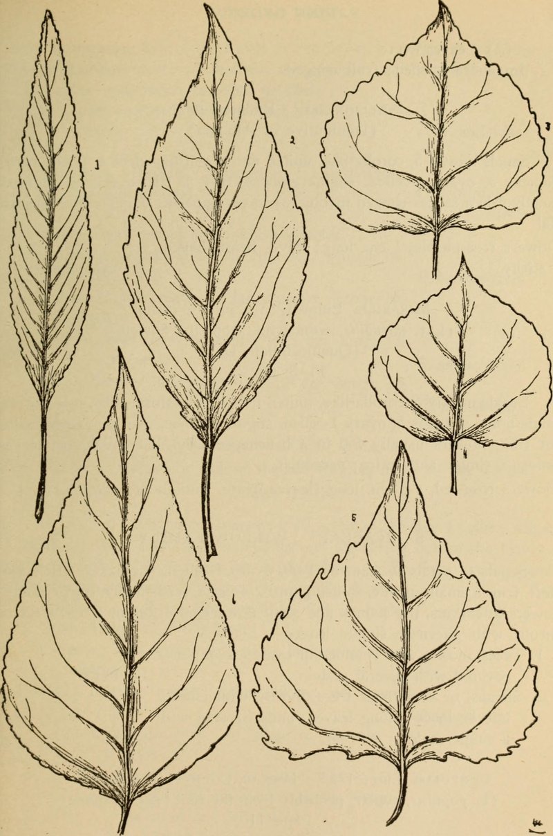 Lanceleaf Cottonwood photo 6
