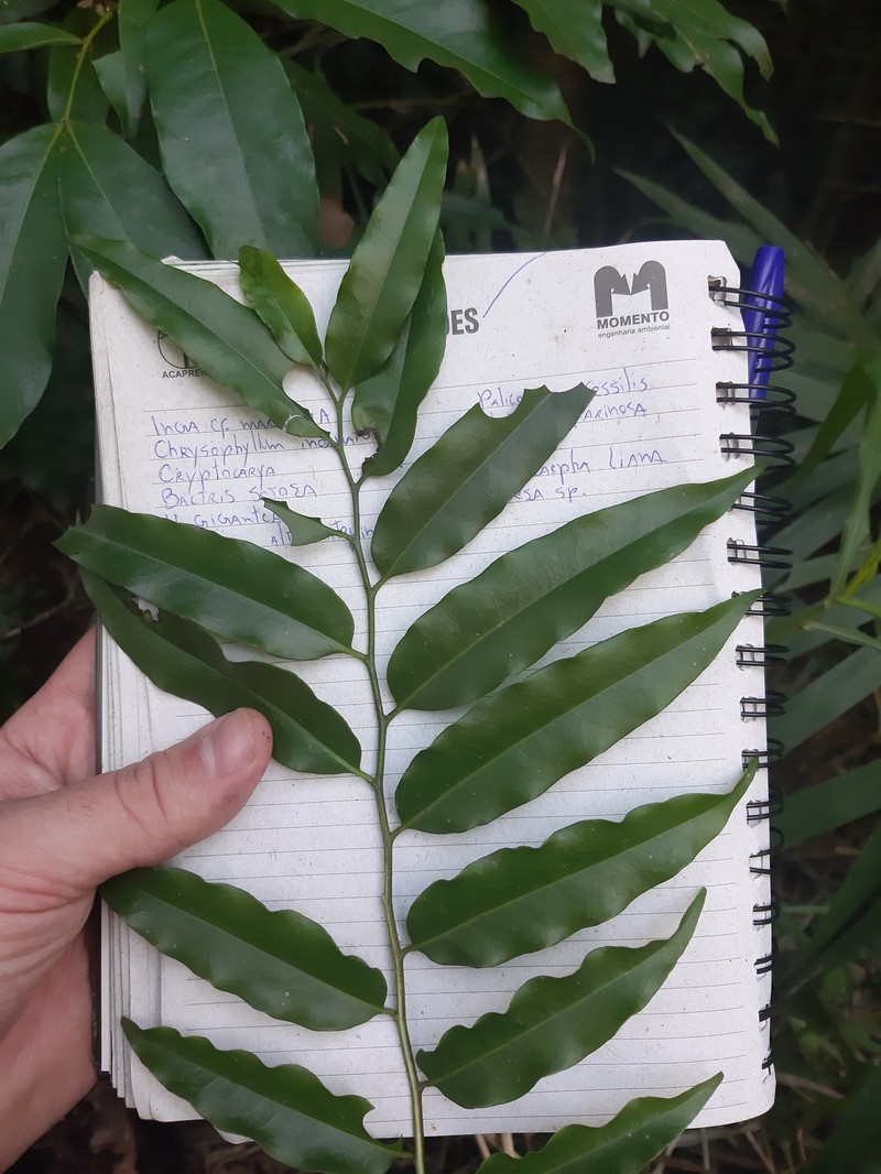 Porcelia macrocarpa photo 6