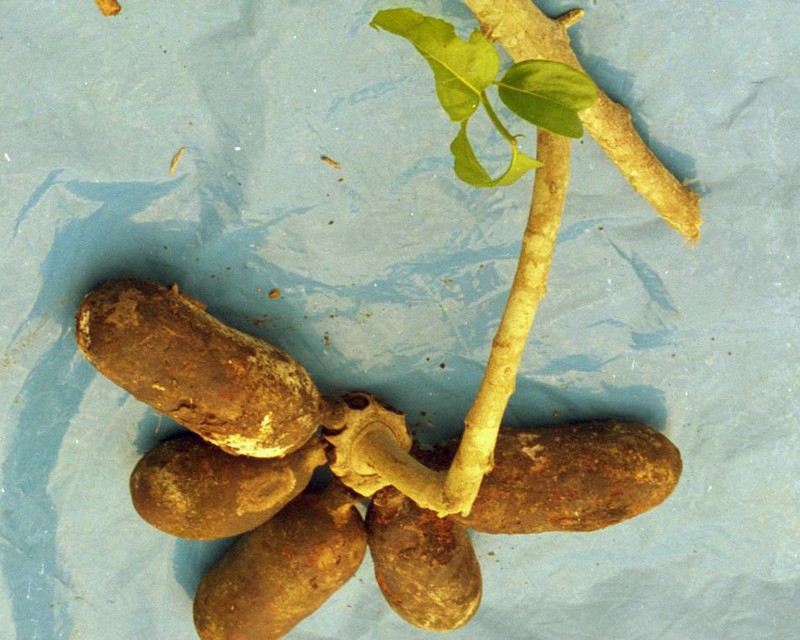 Porcelia nitidifolia
