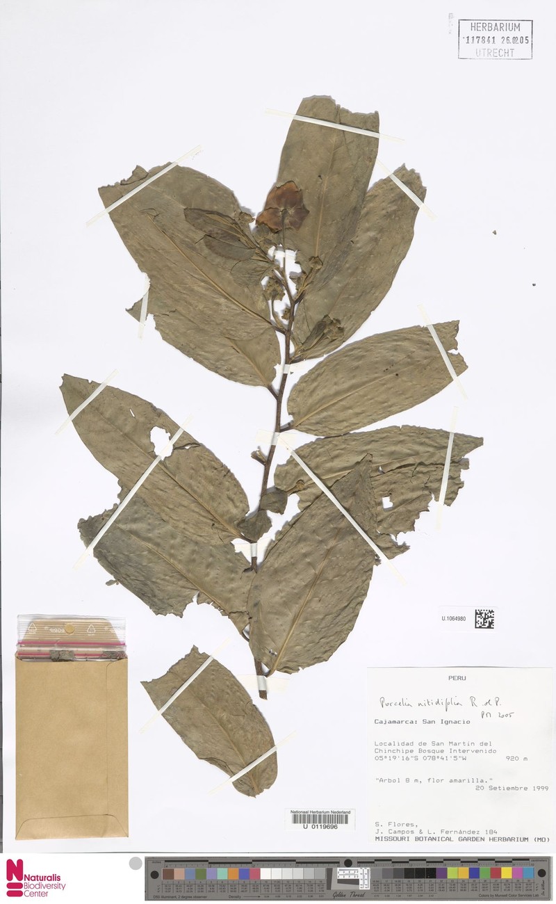 Porcelia nitidifolia photo 2