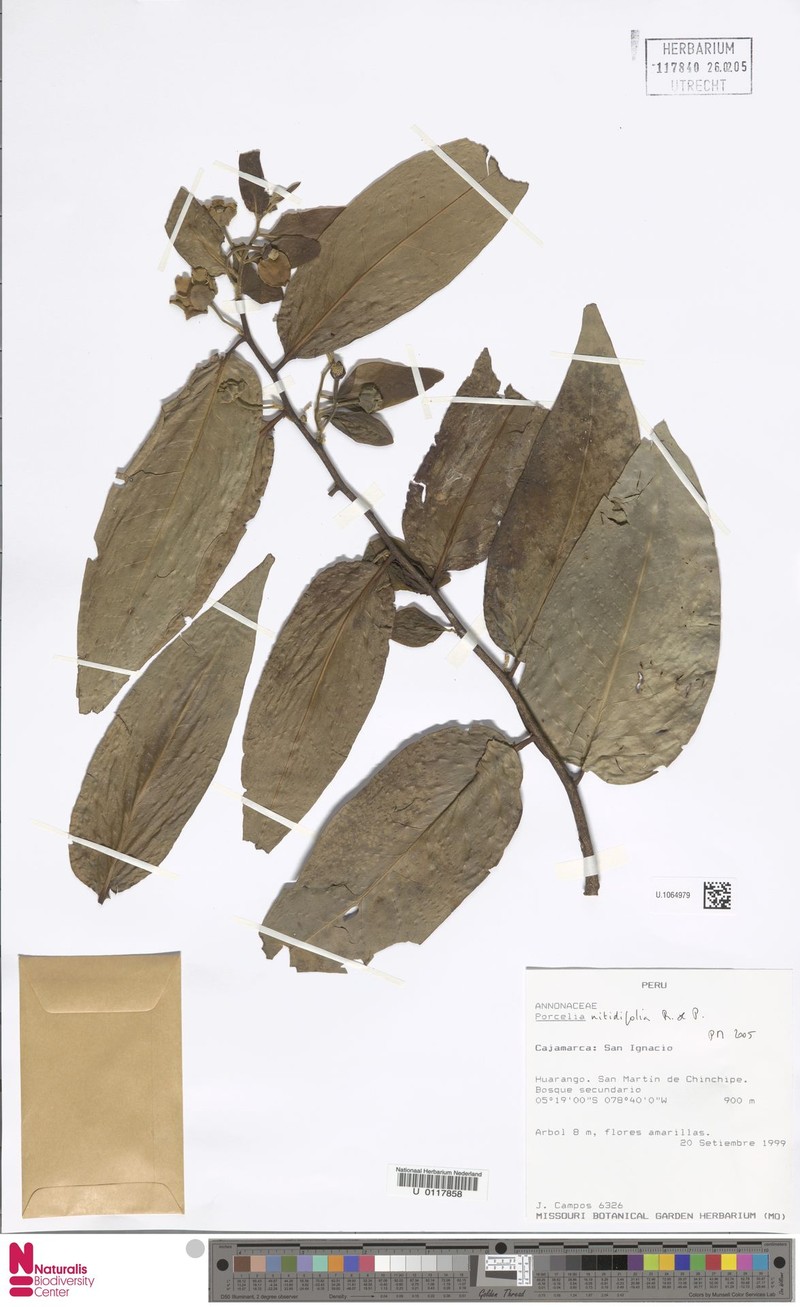 Porcelia nitidifolia photo 3