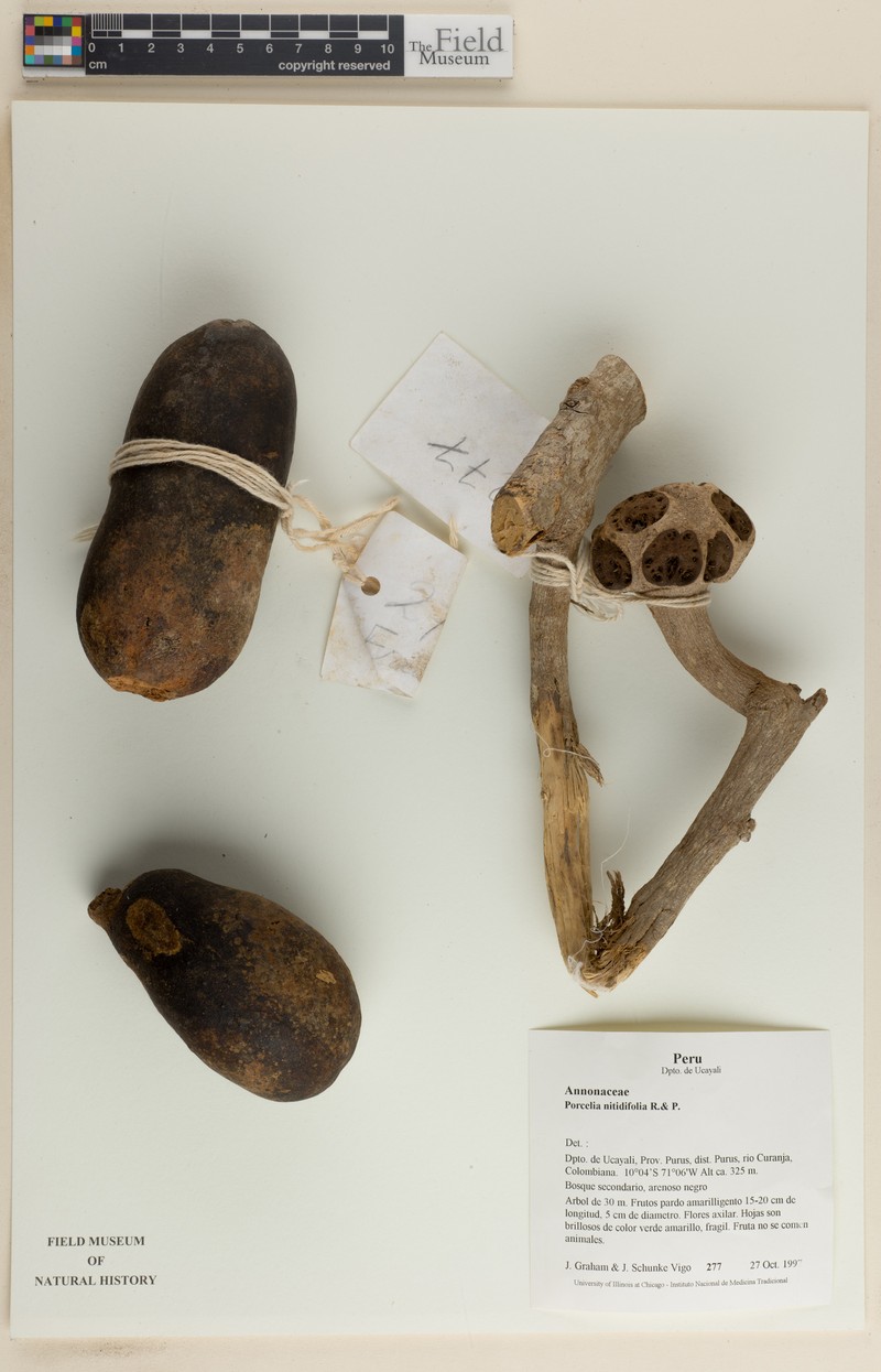 Porcelia nitidifolia photo 4