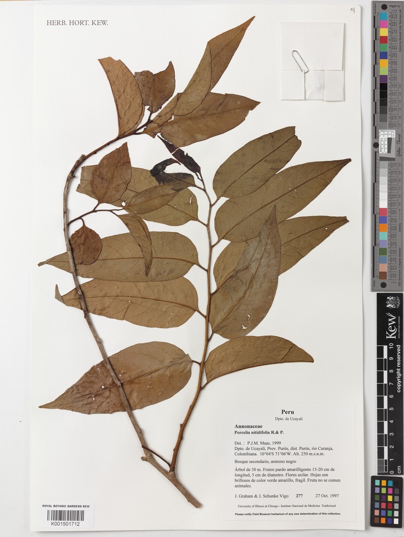 Porcelia nitidifolia photo 5