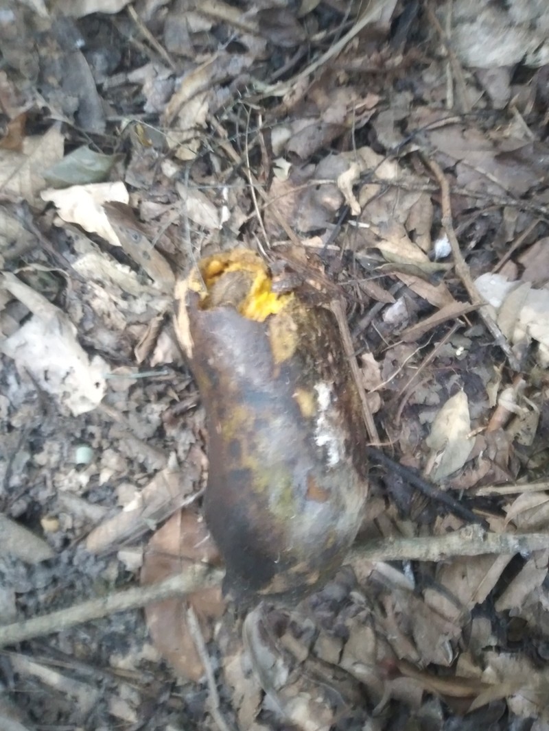 Porcelia ponderosa photo 3