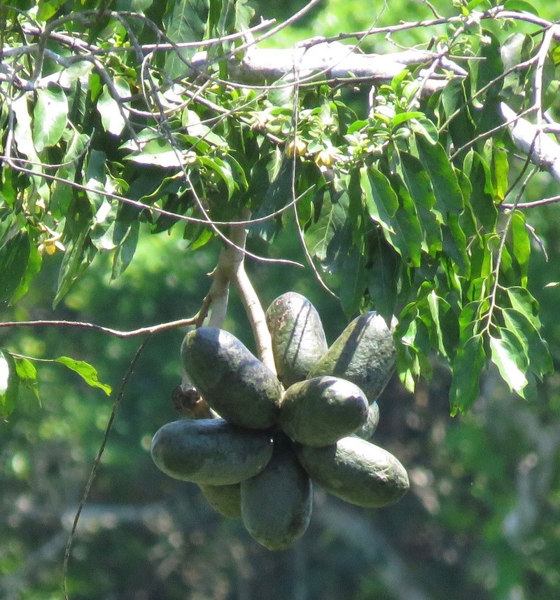 Porcelia ponderosa photo 4