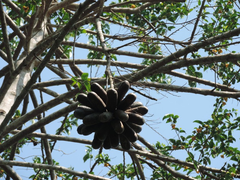 Porcelia ponderosa photo 6