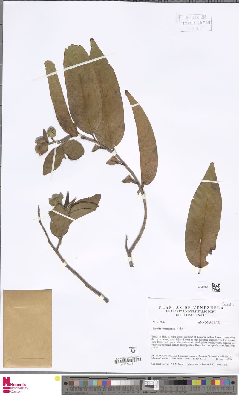 Porcelia venezuelensis