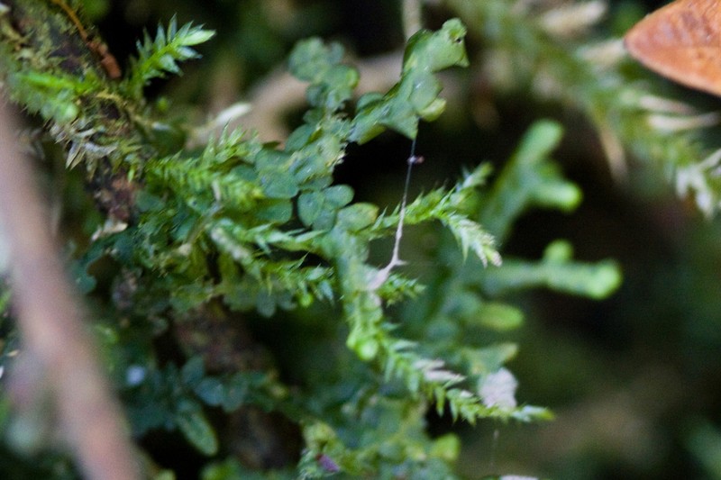Porella bolanderi