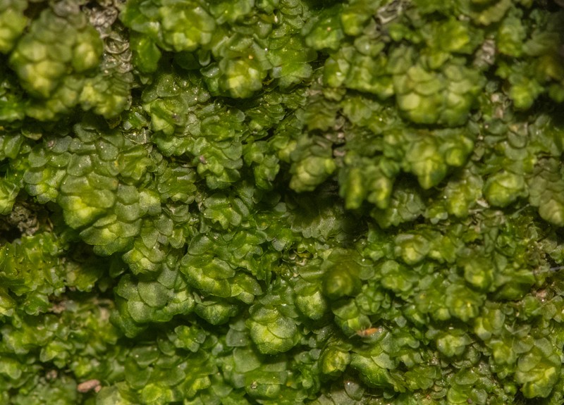 Porella bolanderi photo 2