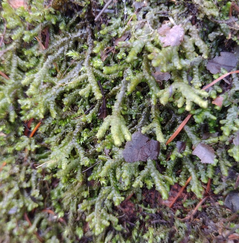 Porella cordaeana