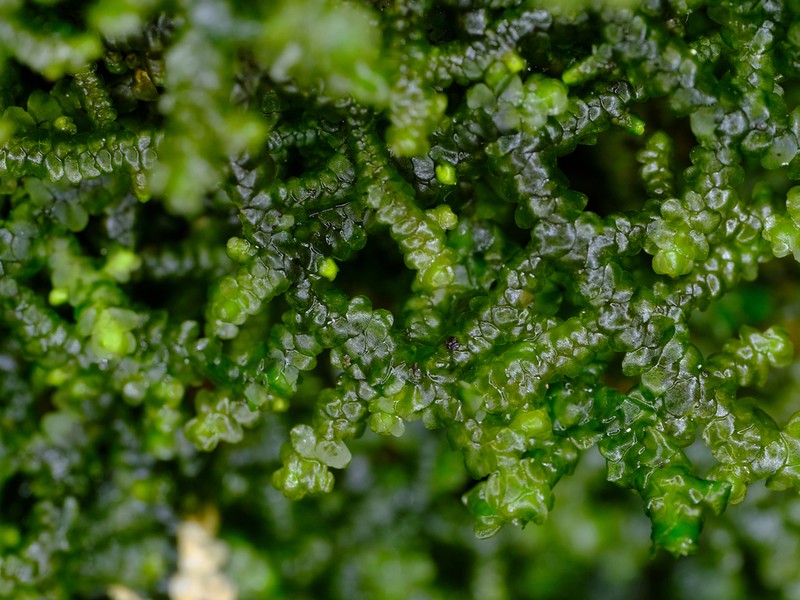 Porella cordaeana photo 2