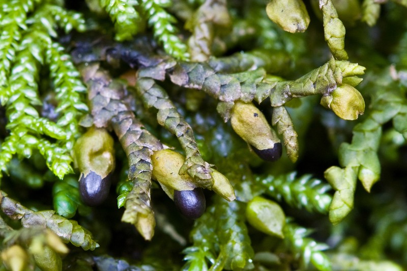 Porella cordaeana photo 3