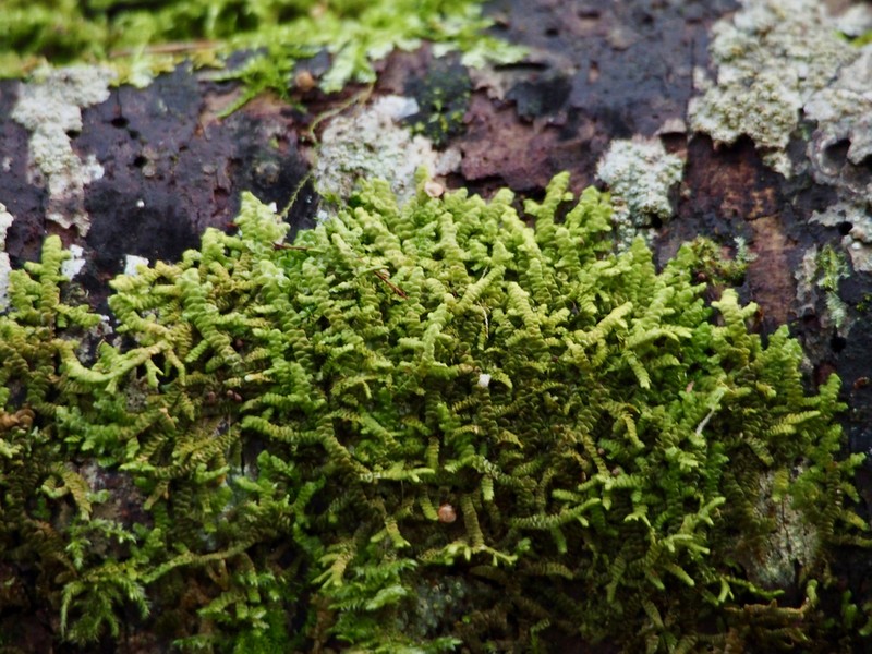 Porella cordaeana photo 4