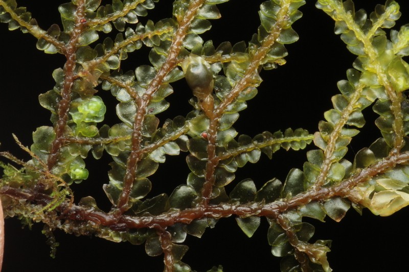 Porella cordaeana photo 5