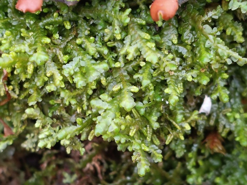 Porella cordaeana photo 6