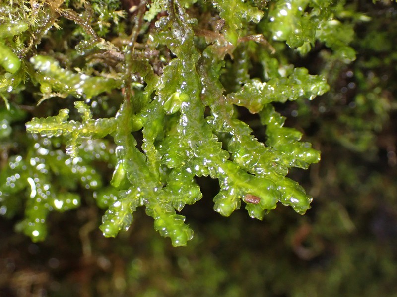 Porella cordaeana photo 7