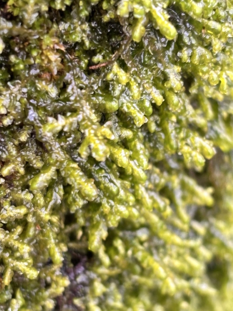 Porella cordaeana photo 8