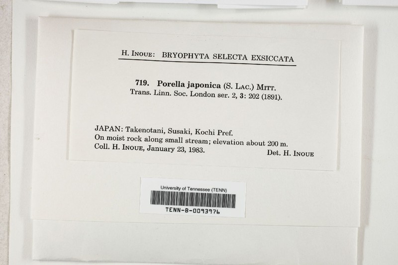 Porella japonica photo 3