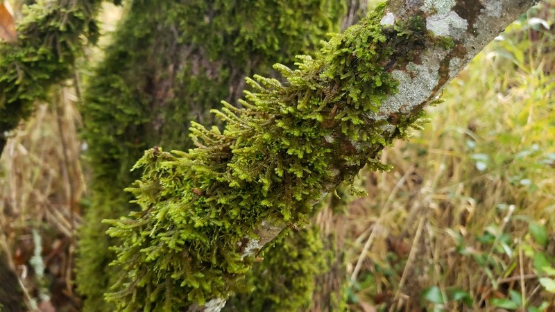 Porella navicularis photo 2