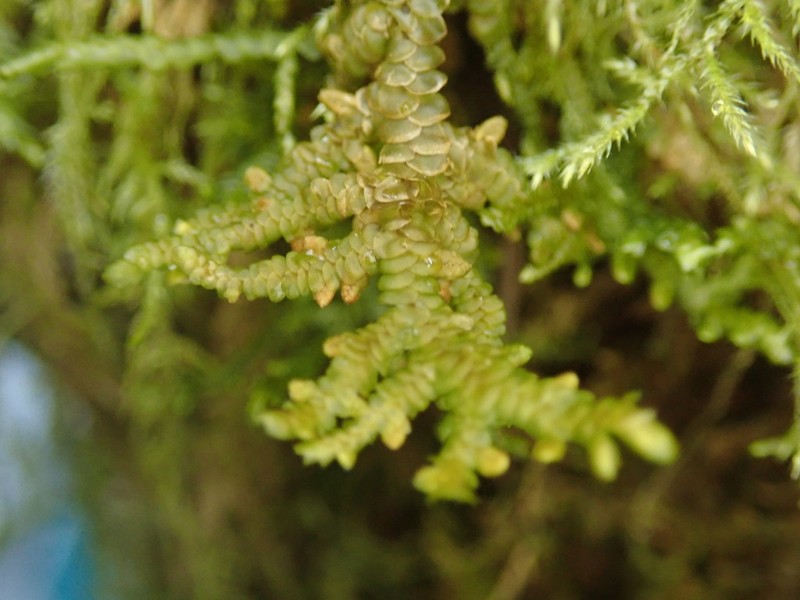 Porella navicularis photo 3
