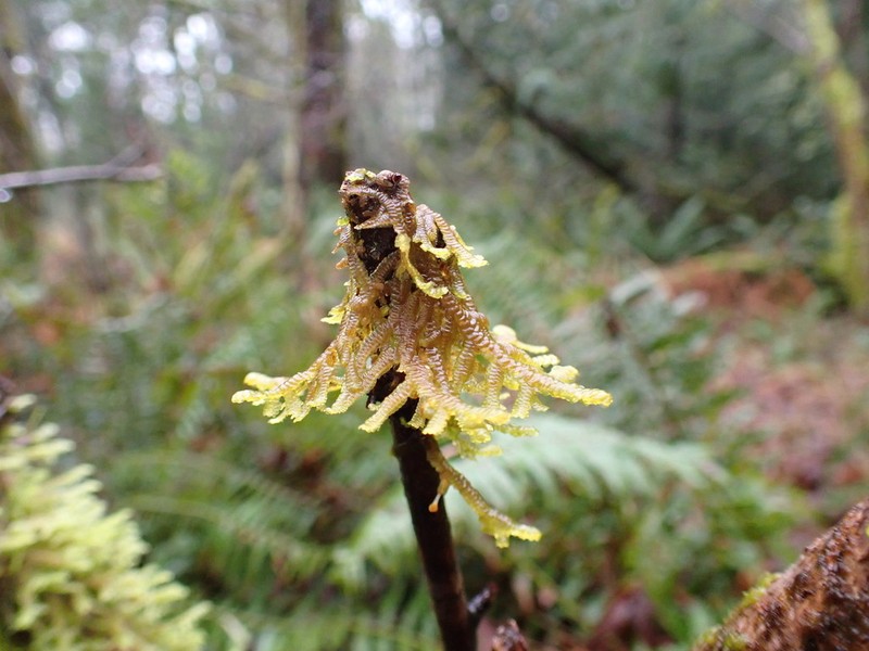 Porella navicularis photo 4