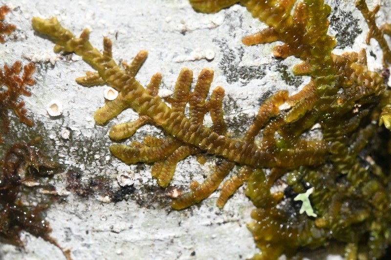 Porella navicularis photo 6