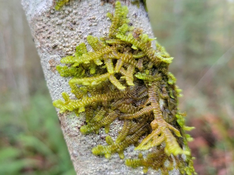 Porella navicularis photo 7