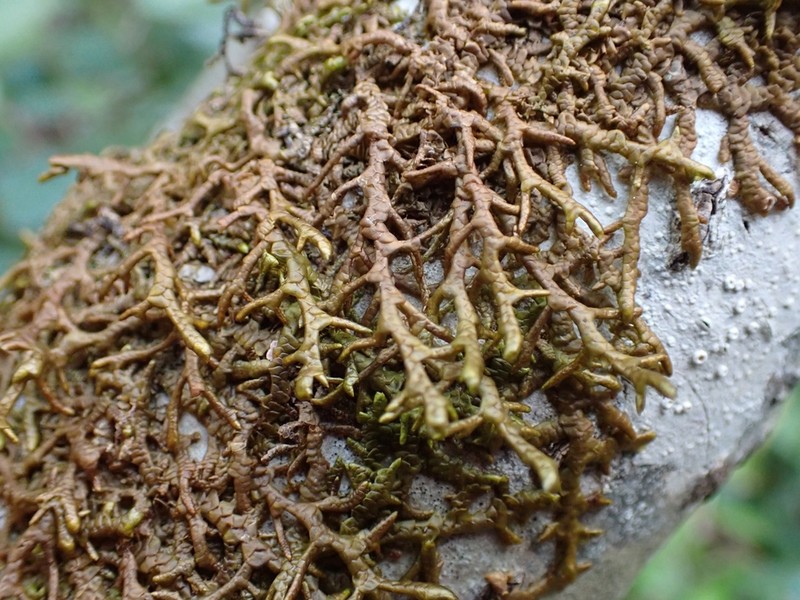 Porella navicularis photo 8