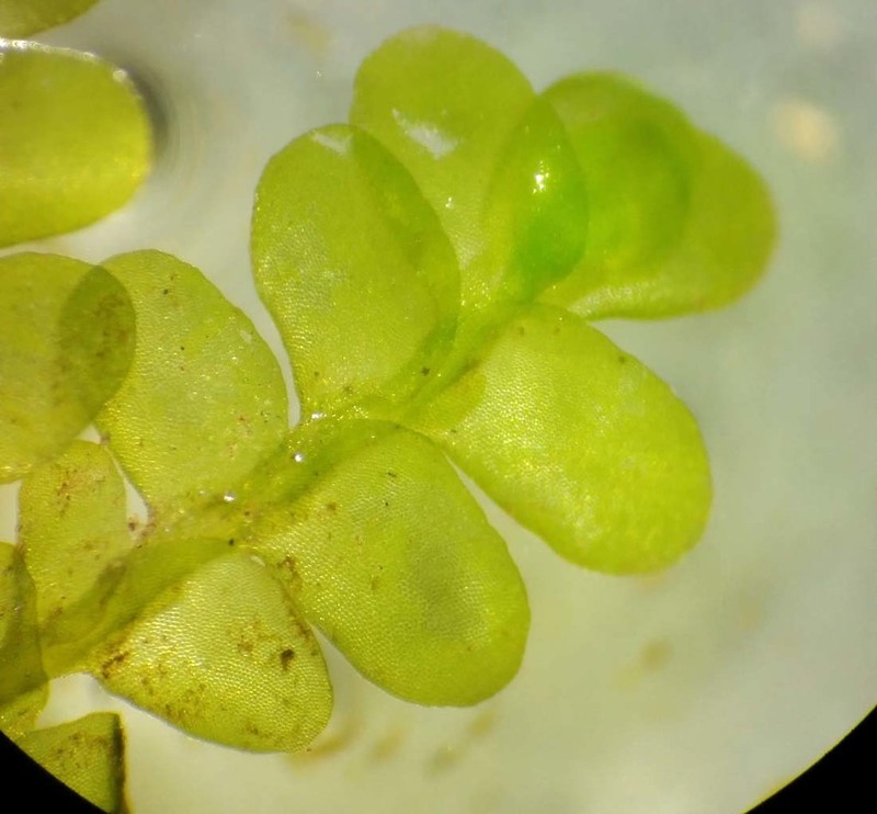 Porella pinnata