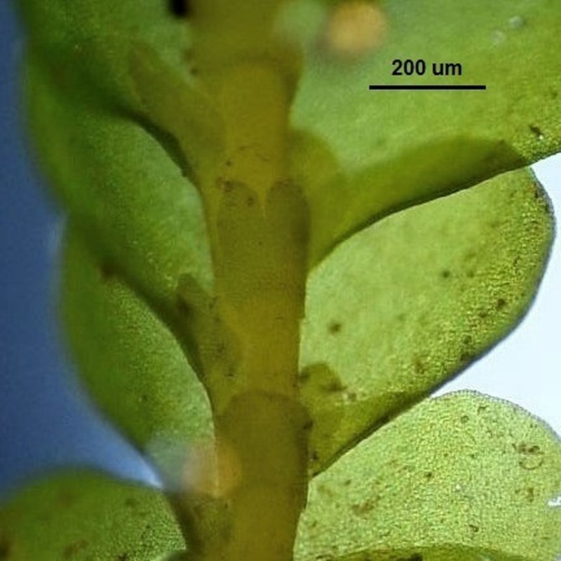 Porella pinnata photo 2