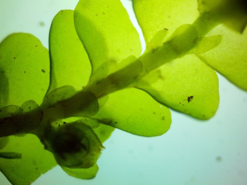 Porella pinnata photo 3