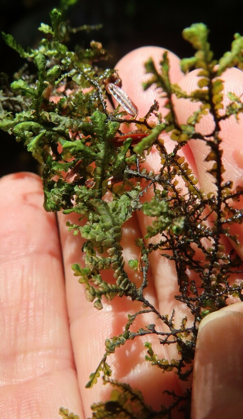 Porella pinnata photo 4