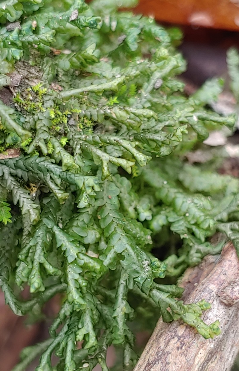 Porella pinnata photo 5