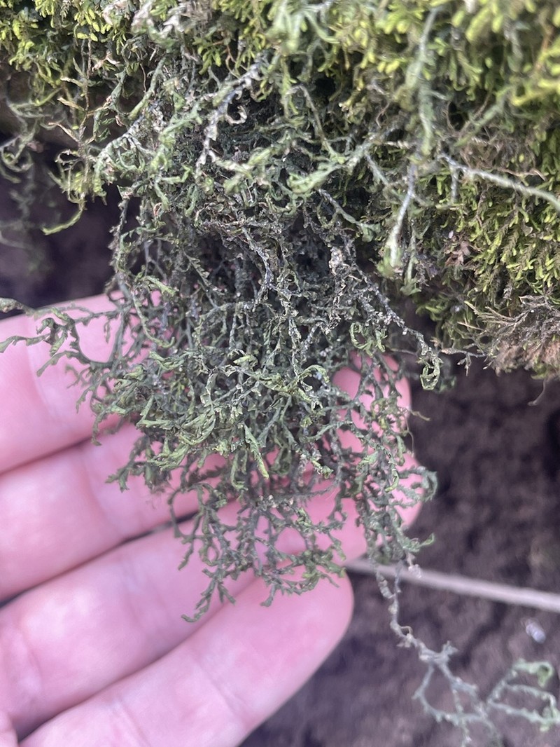 Porella pinnata photo 6