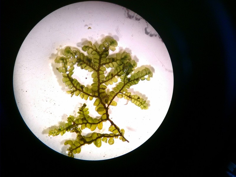 Porella pinnata photo 7