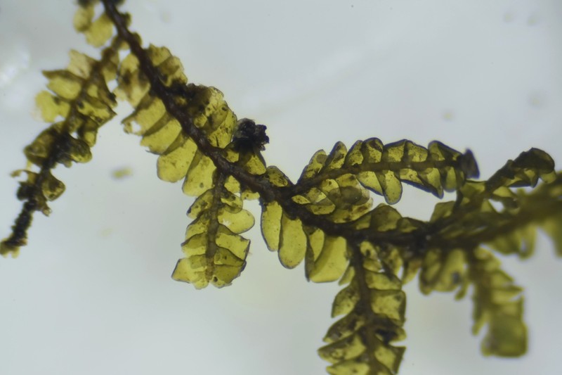 Porella pinnata photo 8