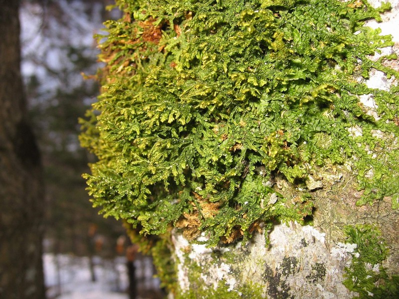 Porella platyphylla photo 3