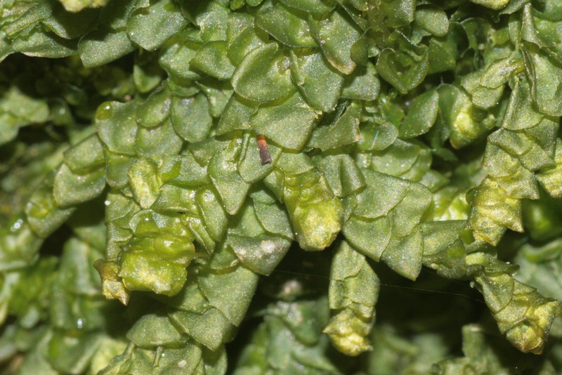 Porella platyphylla photo 4
