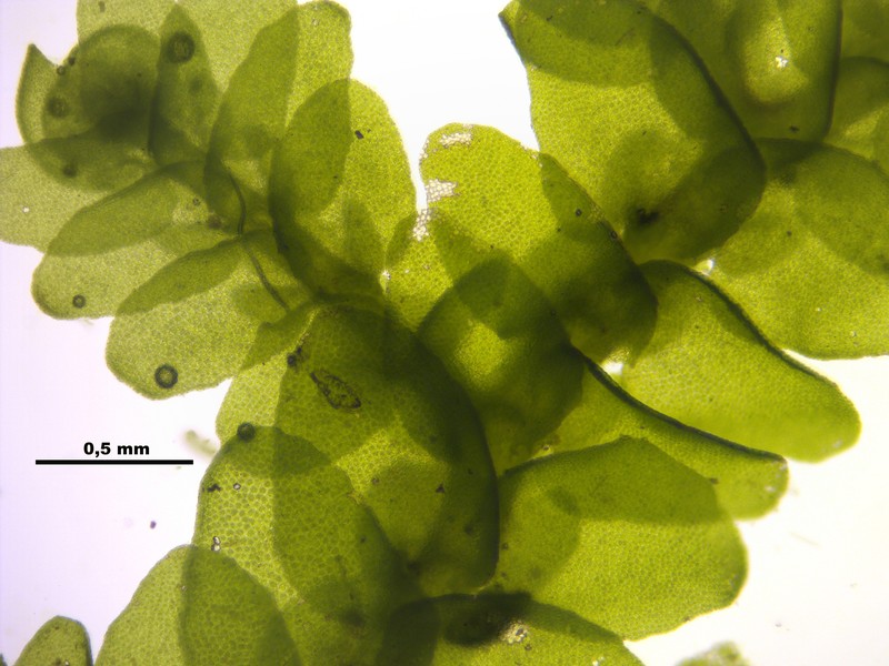 Porella platyphylla photo 5