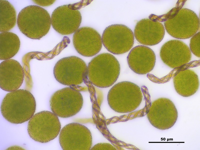 Porella platyphylla photo 6