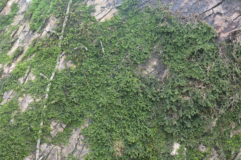 Porella platyphylla photo 7