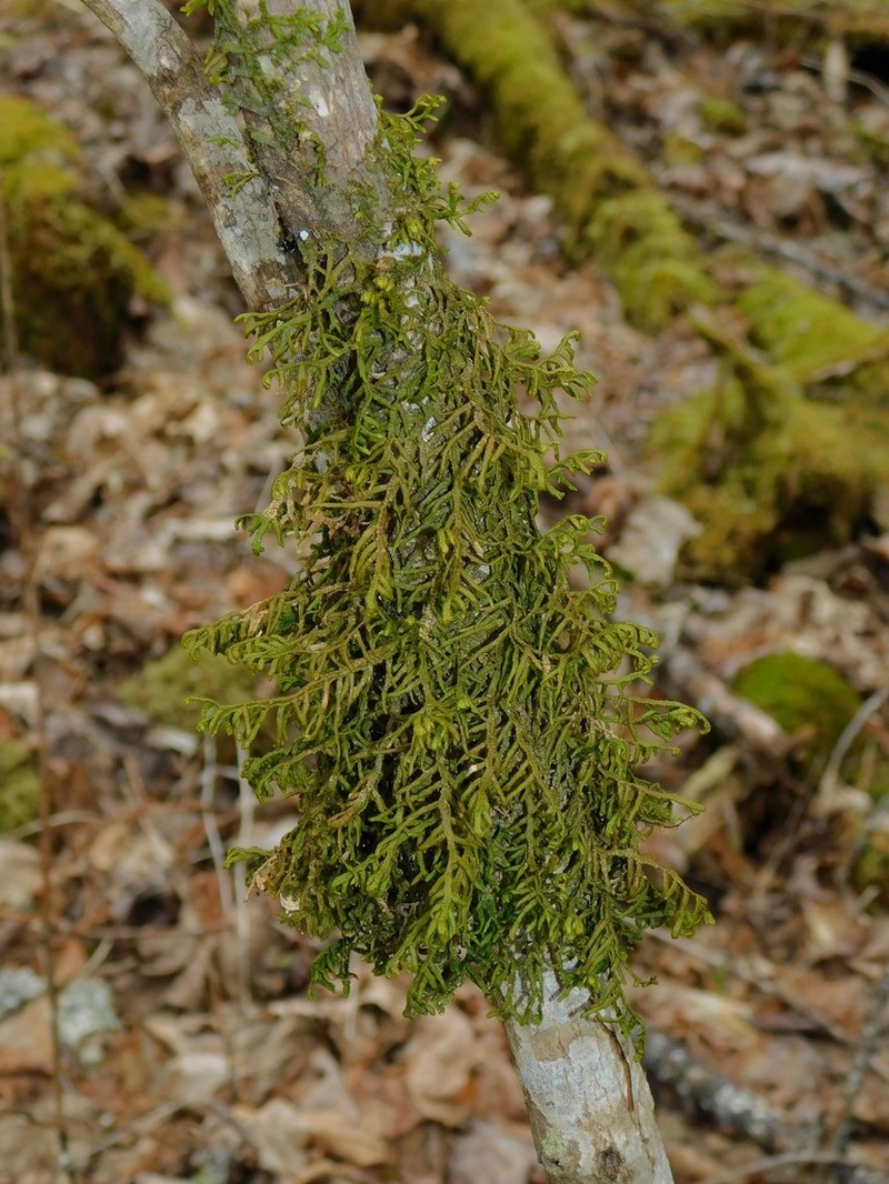 Porella platyphylla photo 8
