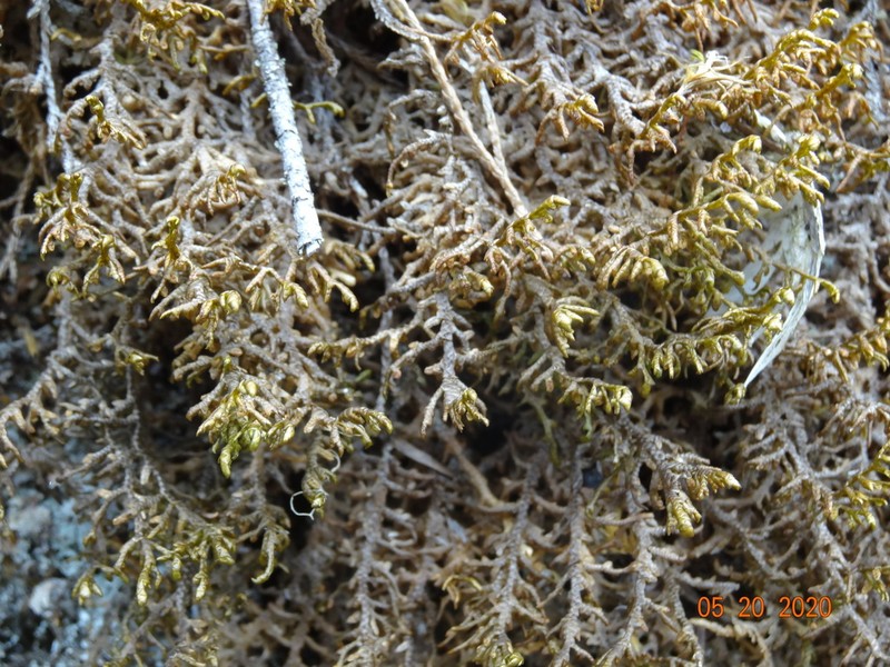 Porella roellii