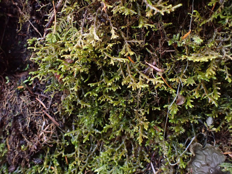 Porella roellii photo 3