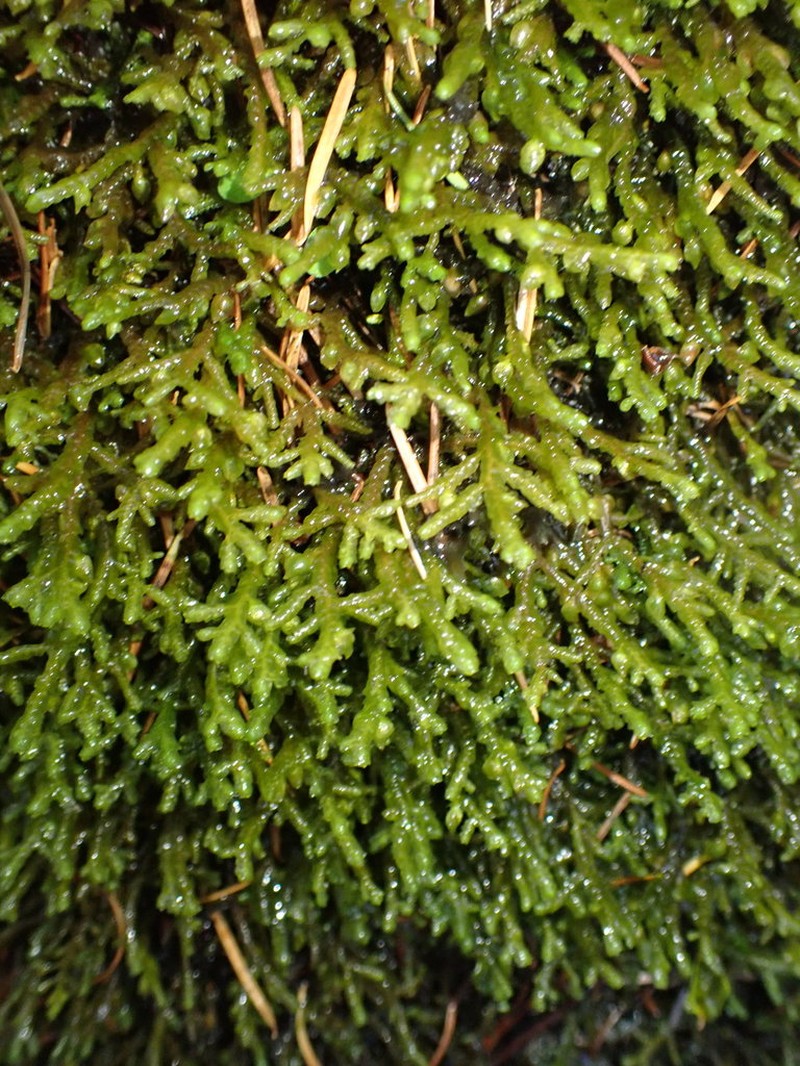 Porella roellii photo 5