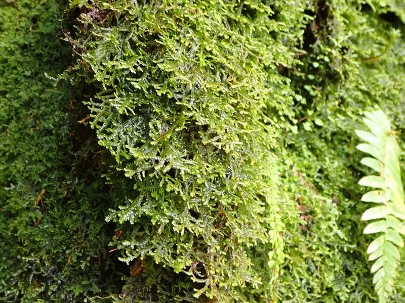 Porella roellii photo 6