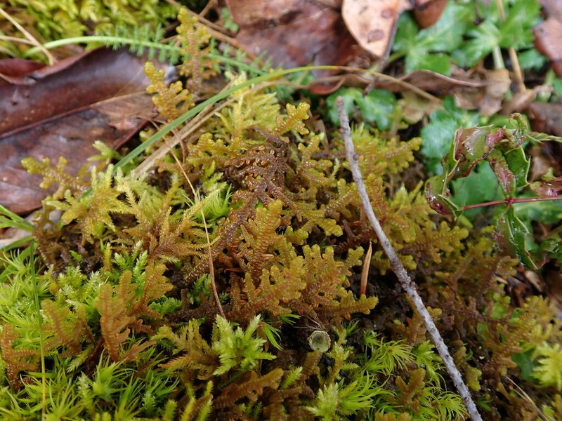 Porella roellii photo 7